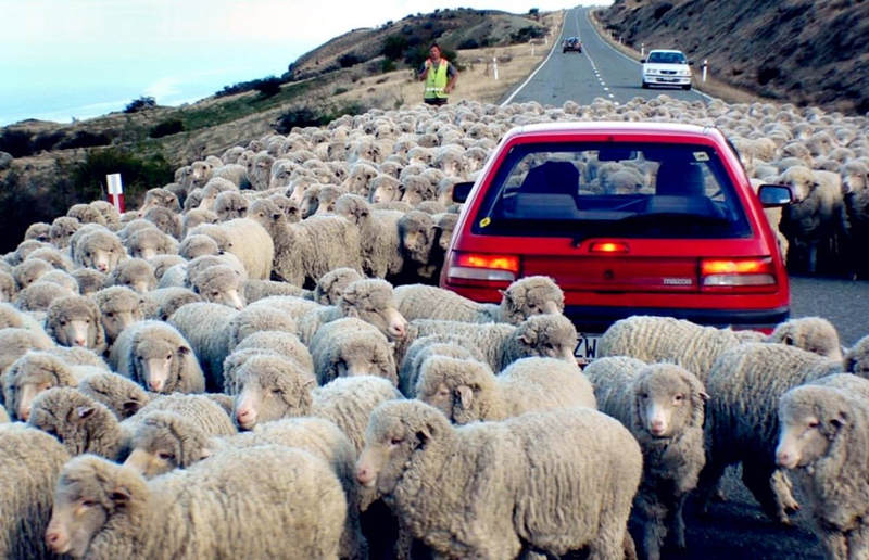 【紐西蘭自駕攻略】必看！12個在紐西蘭開車必須知道的注意事項