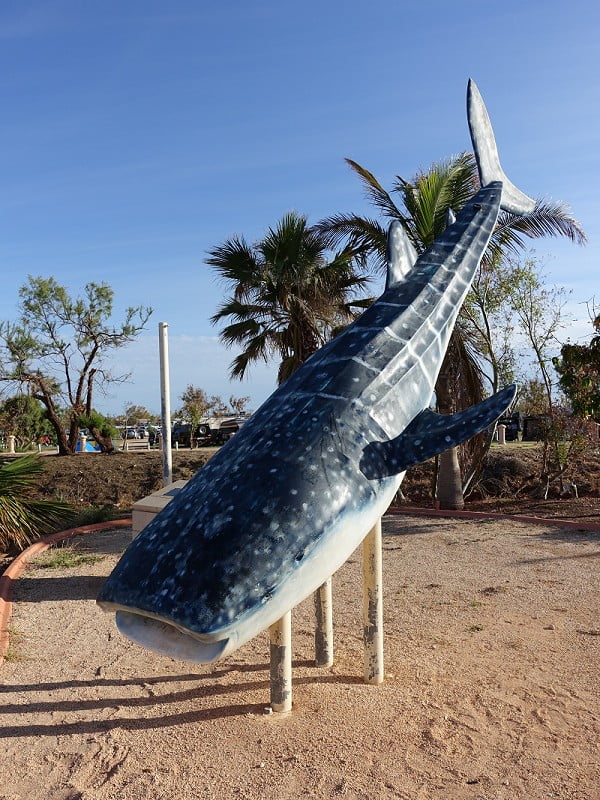 埃克斯茅斯Exmouth的鯨鯊雕像